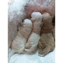 Toy poodle puppies