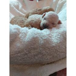 Toy poodle puppies