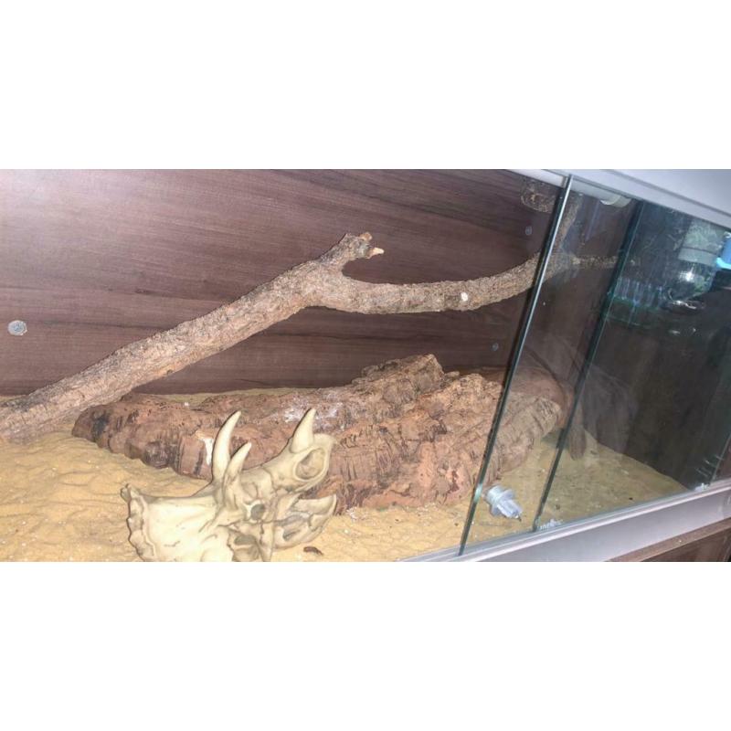 Lizard vivarium and set up - Lancashire collection