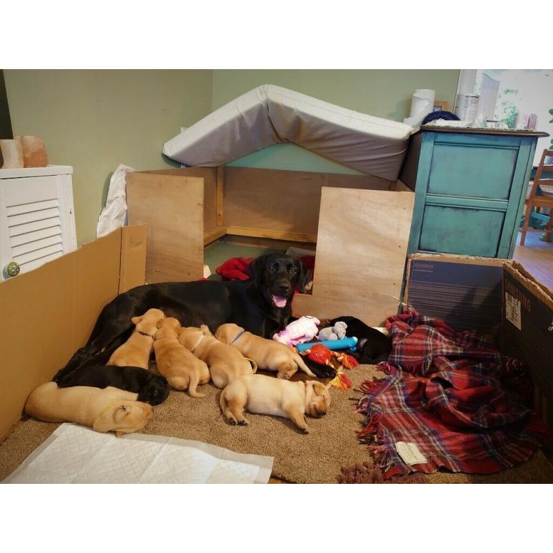 Deep Yellow Labrador Puppy Girls