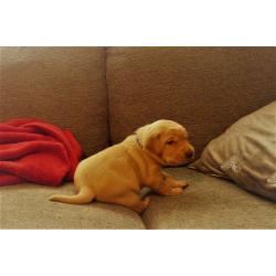 Deep Yellow Labrador Puppy Girls