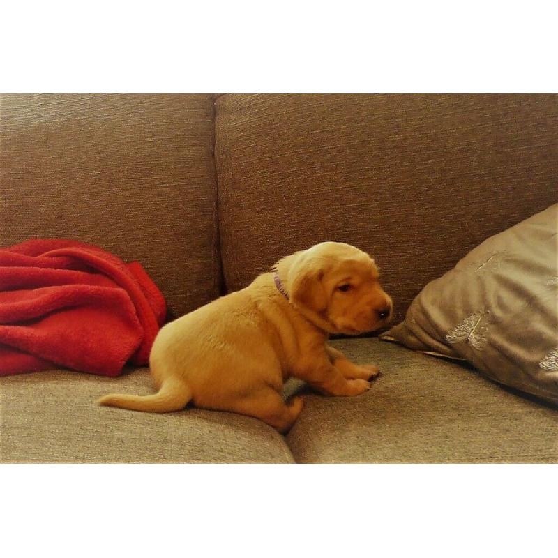 Deep Yellow Labrador Puppy Girls