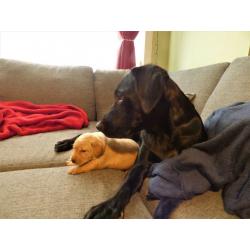 Deep Yellow Labrador Puppy Girls