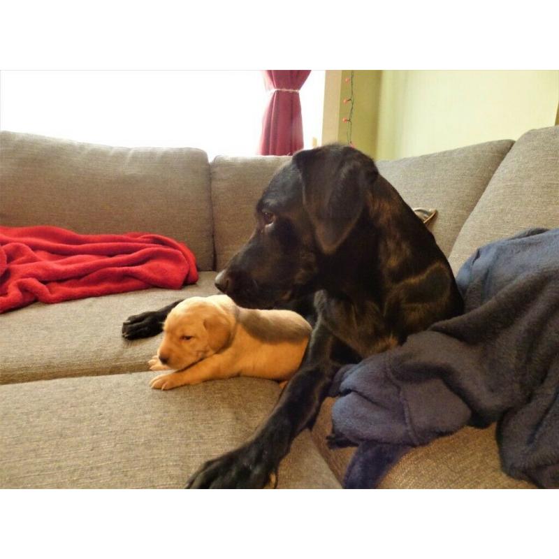 Deep Yellow Labrador Puppy Girls