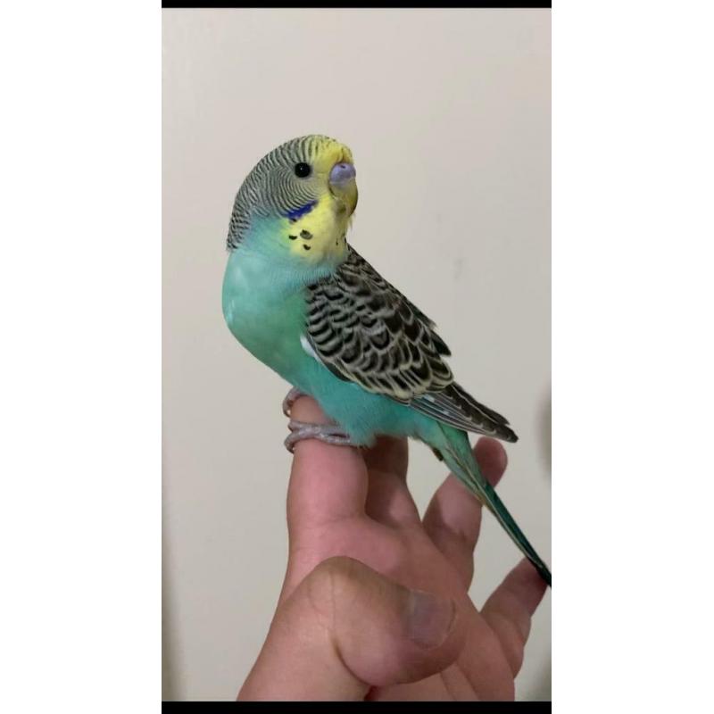 Hand Tame Baby Budgie