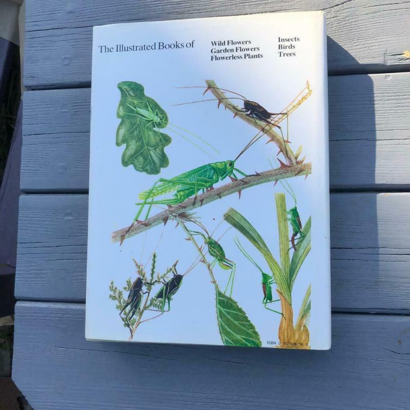 The Illustrated book of insects