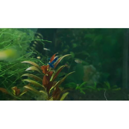 20xBlue Dream Shrimp and 20xGuppies