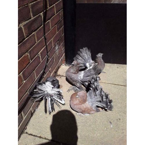 Fantail pigeons