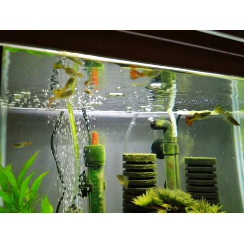 Guppy fish
