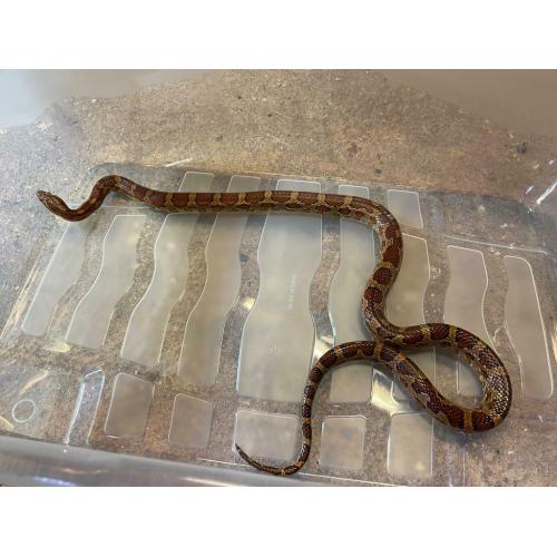Corn snake