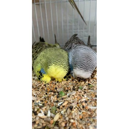 Budgies