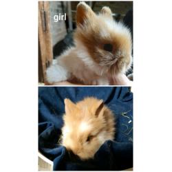 2 lovely lionhead girls- ready now!