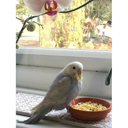 Hand reared Budgies for sale - ?50 each