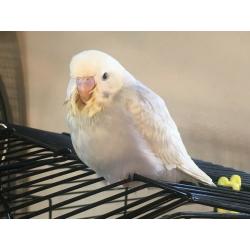 Hand reared Budgies for sale - ?50 each