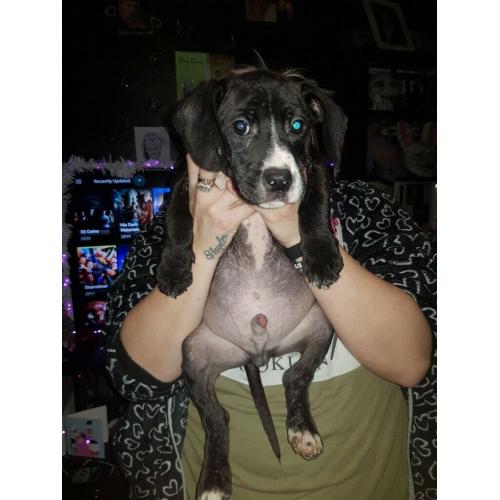 Cockerdoor puppy