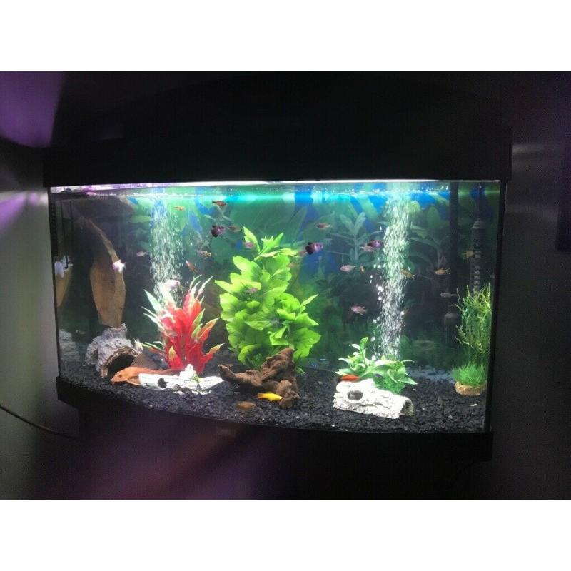 Fish tank 180l full setup