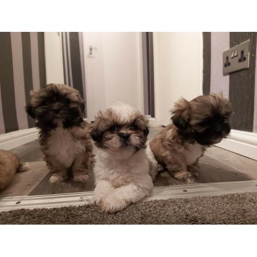 Shih Tzu puppies