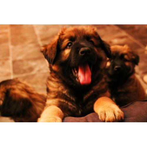 Caucasian Shepherd x Belgian Malinois