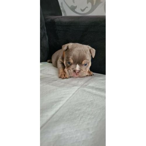 English bulldog