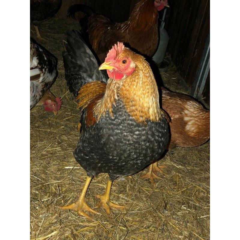 3 lovely pretty friendly cockerels